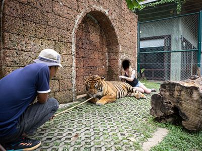 Foceni´ se s dospělými tygry v Tiger Kingdom v Phuketu