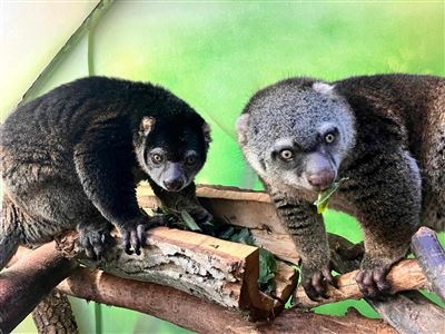 kuskus medvědí, chovný pár, archiv Zoo Ústí nad Labem 