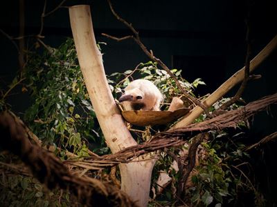 Expozice mravenečníků čtyřprstých, archiv Zoo Ústí nad Labem