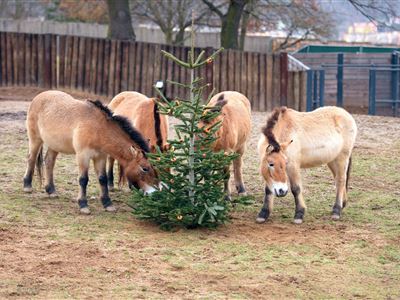 Štědrá zoo 2024, autor Ondřej Šesták  