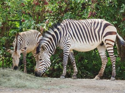 zebra Hartmannové, autor Matúš Lacko