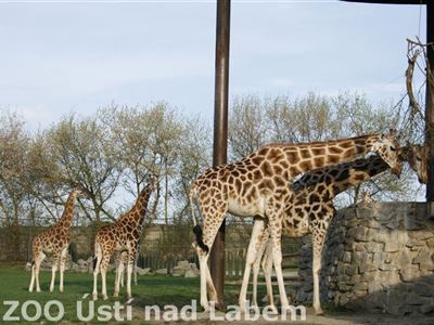 Žirafy se k trávě těžko sklánějí