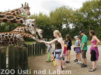 Krmení žiraf