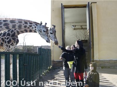 U žiraf