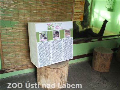 Volební urna v Bornejském pavilonu