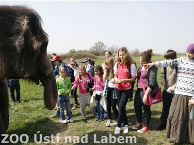 Krmení si užívaly děti i slonice