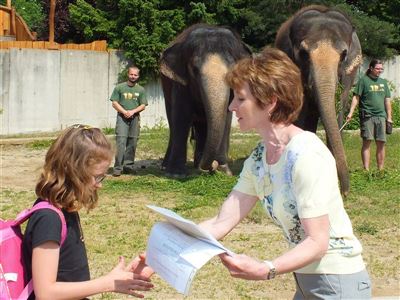 Vysvědčení u slonů