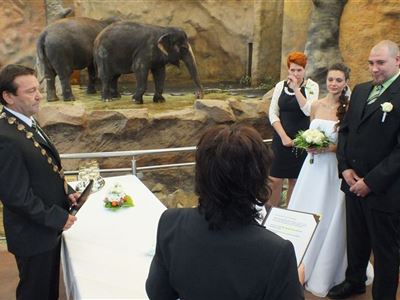 Svatba u slonů