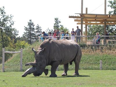 Příchod nového nosorožce