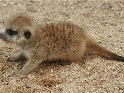 Další mláďata surikat