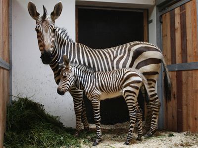 Zebra Hartmannové